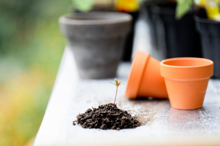 Jak Profesjonalnie Dbać o Rośliny Koło Domu: Poradnik dla Ogrodników Amatorów