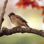 Ornitolog – odkryj tajniki lokalnej ornitologii