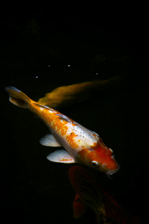 Wiosenne zarybianie: Karpie koi z OLX czy sprawdzona hodowla? Co wybrać na nowy sezon?