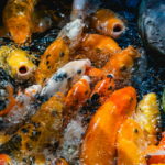 Wiosenne zarybianie: Karpie koi z OLX czy sprawdzona hodowla? Co wybrać na nowy sezon?